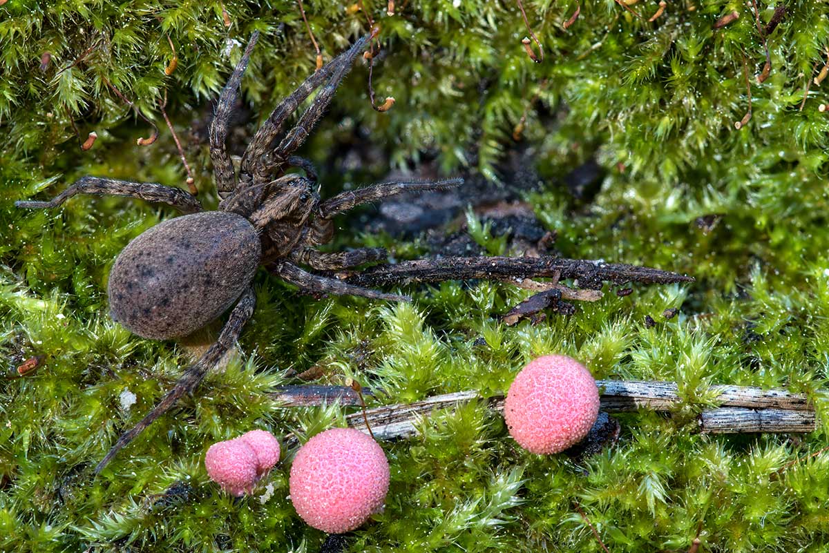 Trochosa sp., femmina - Follonica (GR)